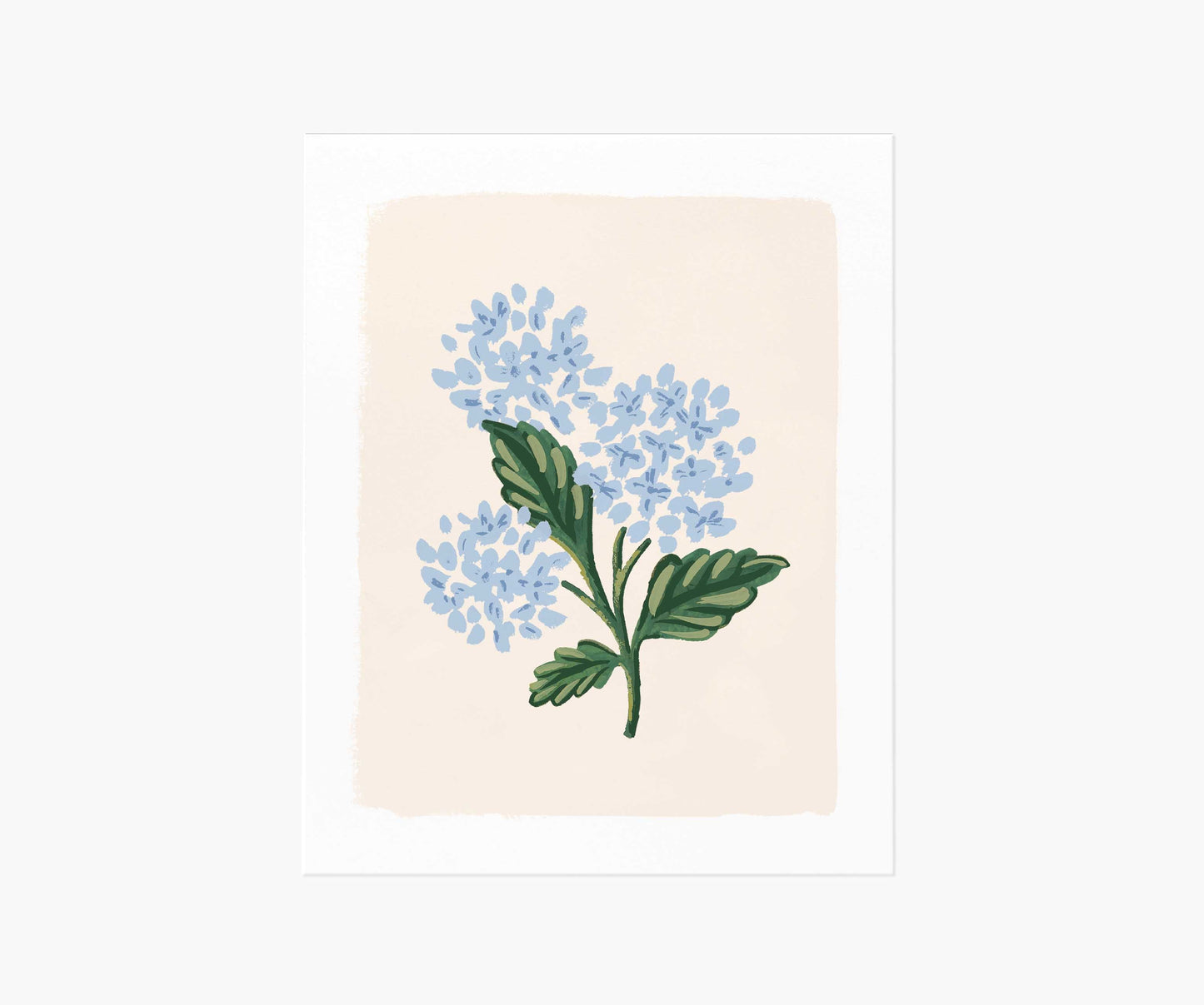 Hydrangea Bloom Cream Art Print - Premium Design Accessory