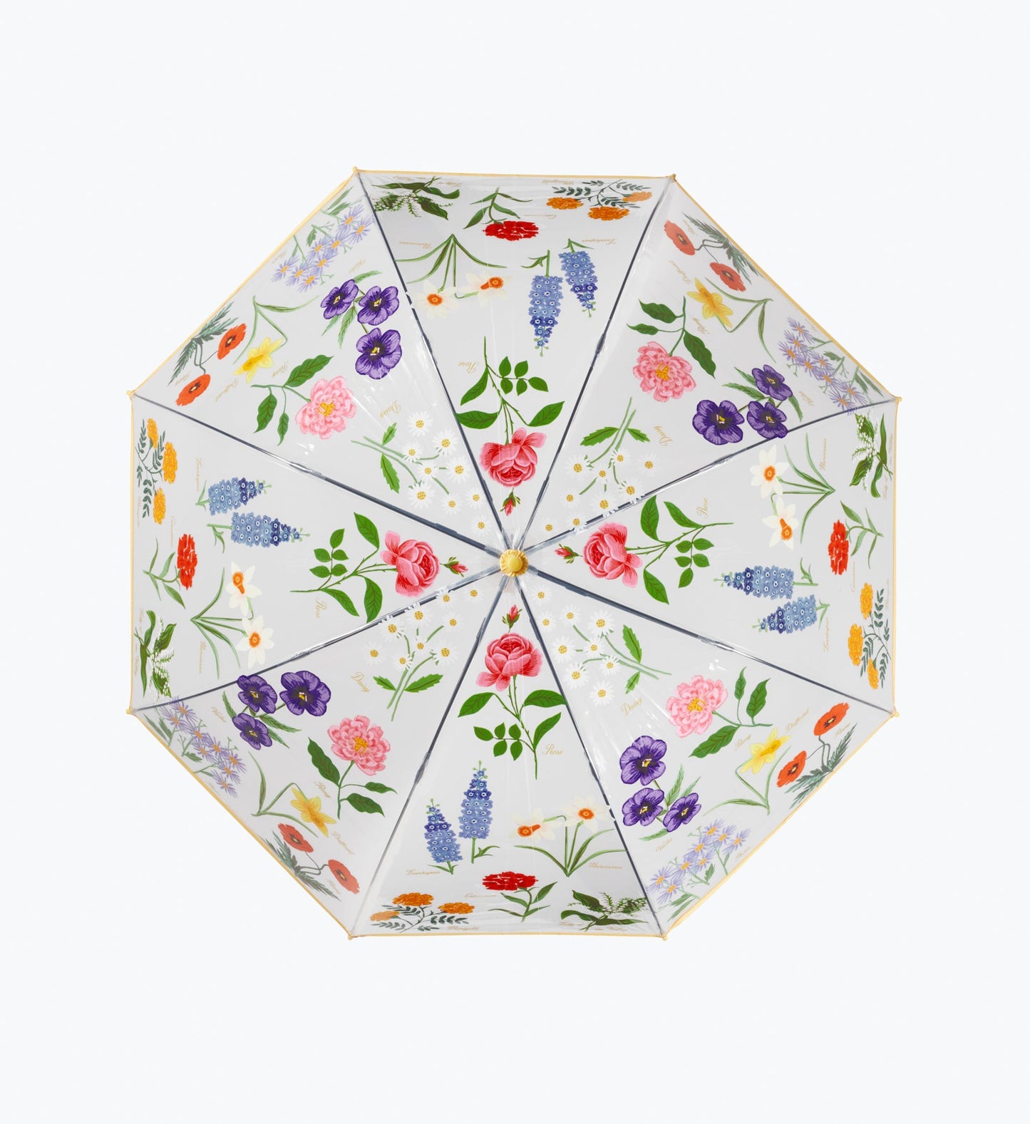 Umbrella - Garden Study