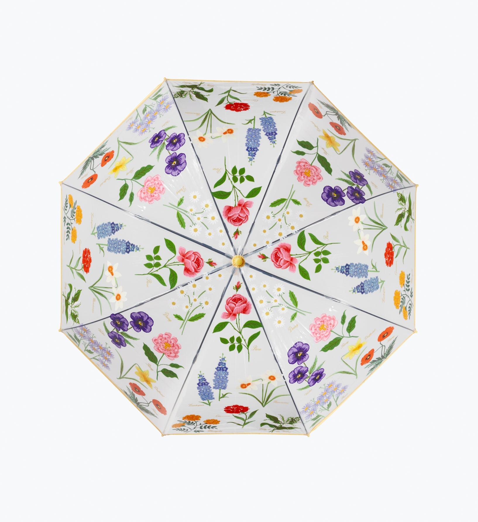 Umbrella - Garden Study
