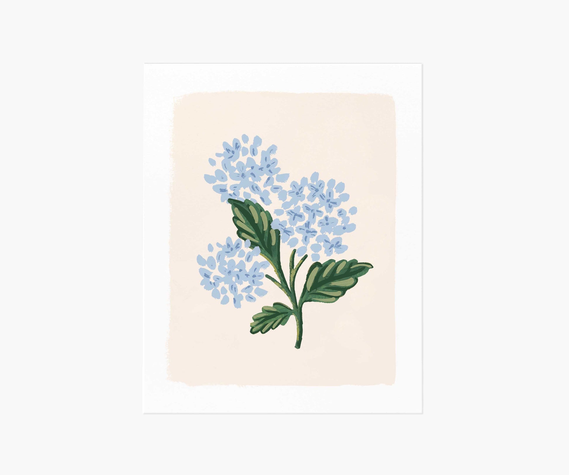 Hydrangea Bloom Cream Art Print - Premium Design Accessory
