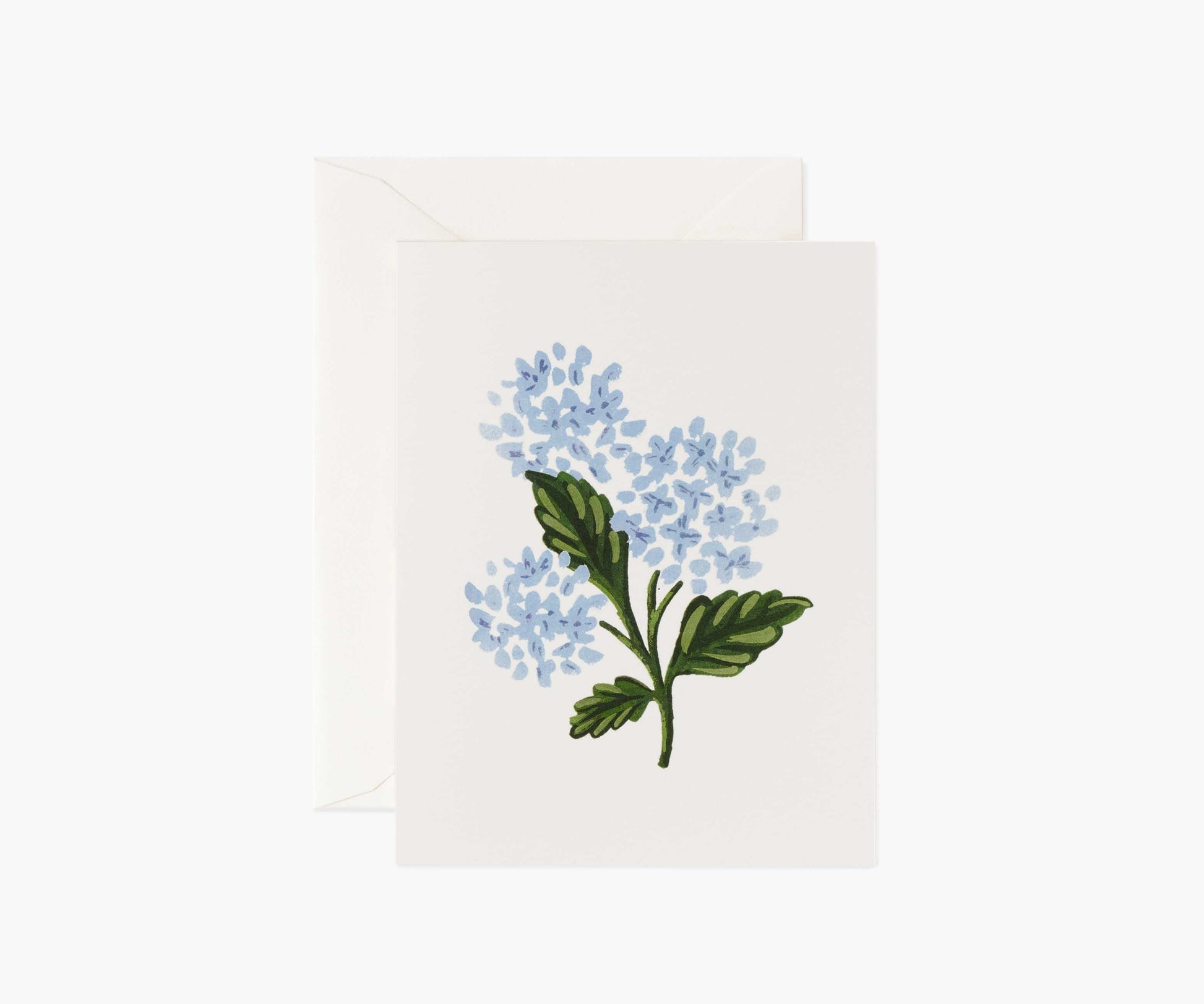 Hydrangea Bloom Everyday Card - Single Card - Greeting Card with Envelope